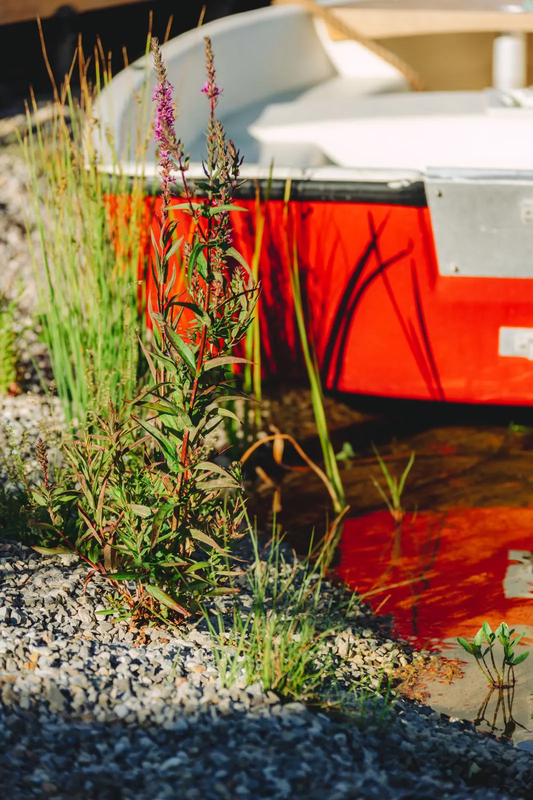 Blutweiderich und Wasserpflanzen vor dem roten Rumpf eines Bootes