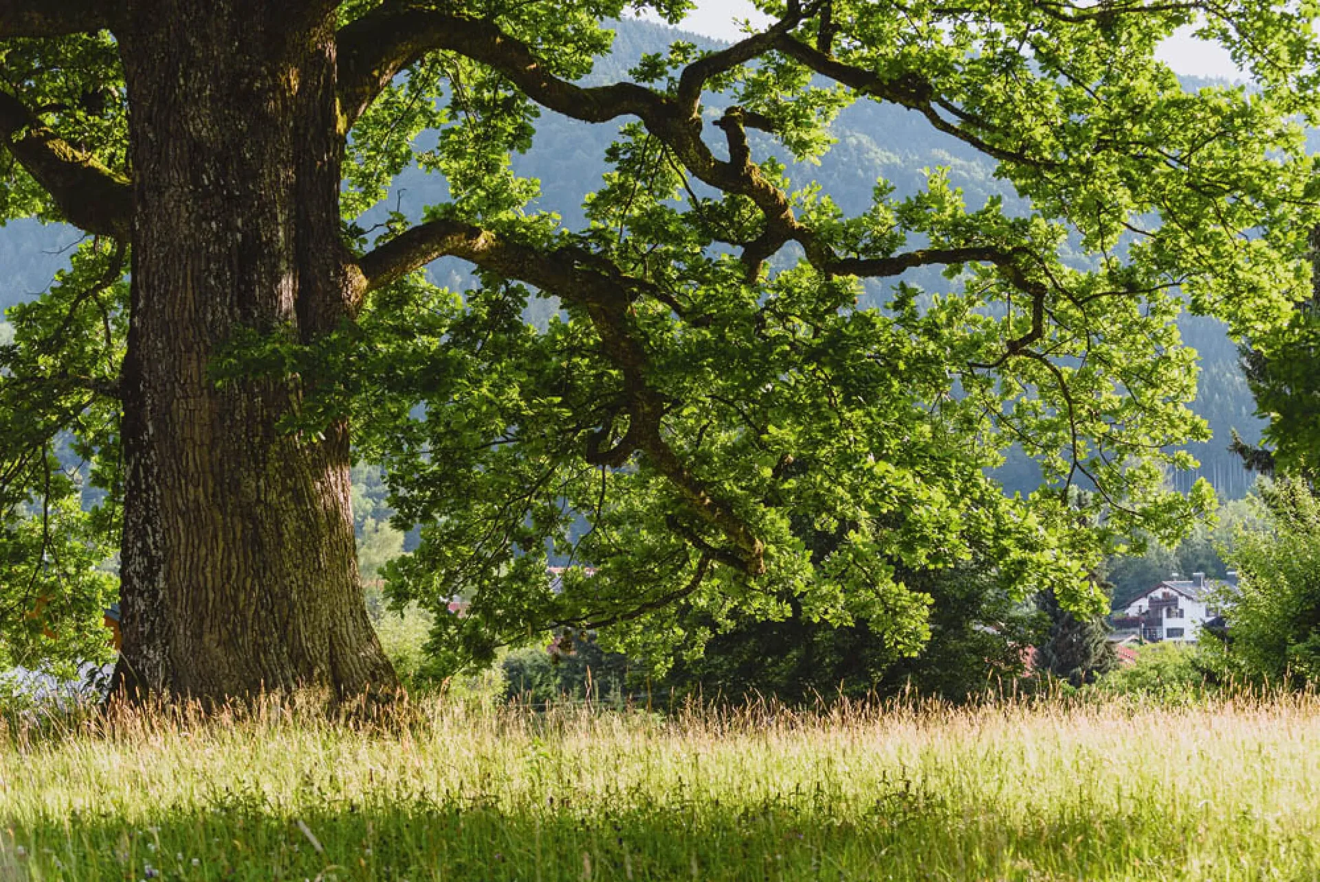 Die pure Schönheit der gestalteten Natur