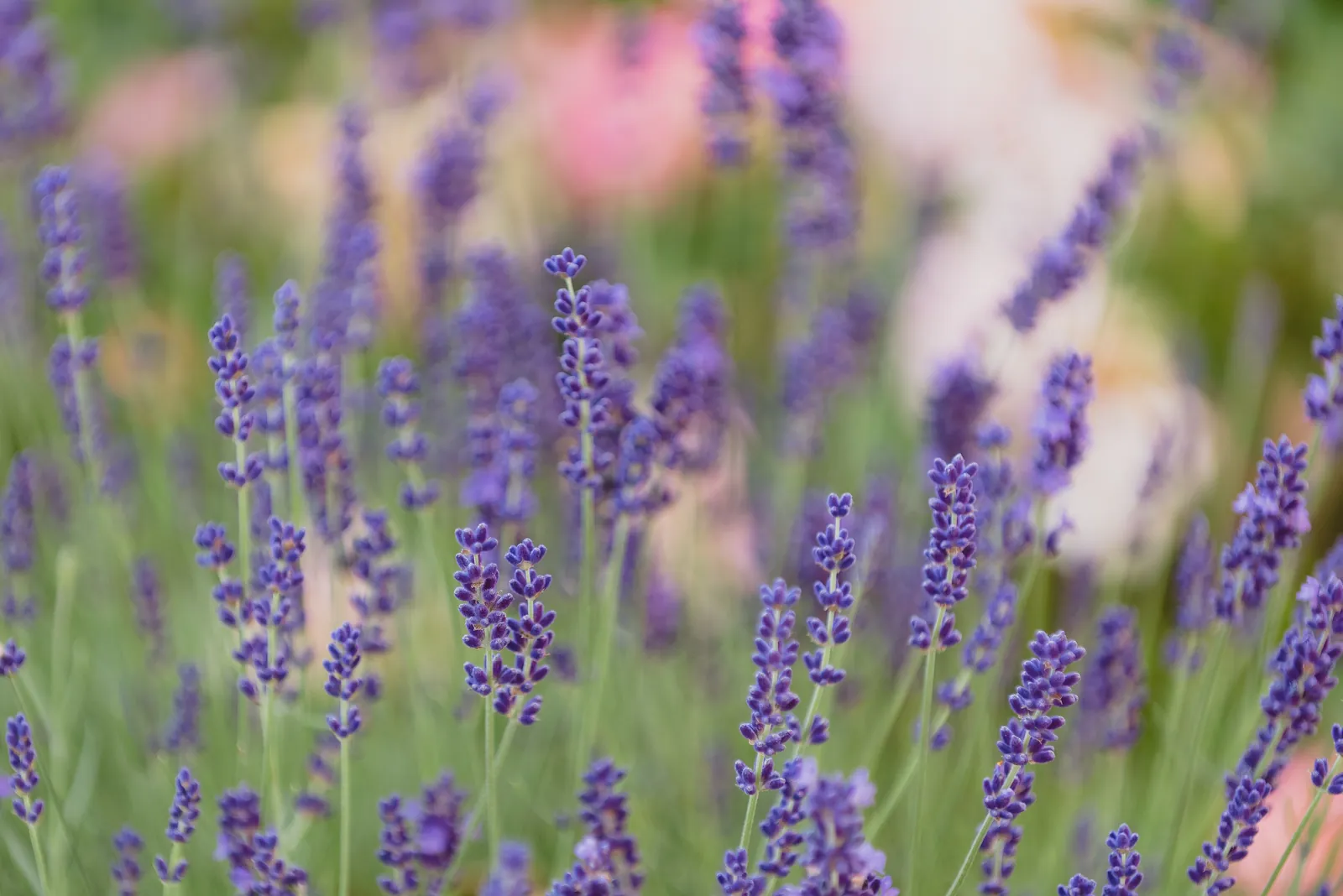 Lavendel in voller Blüte