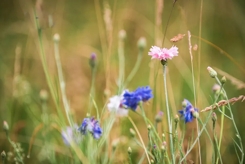Kornblumen und Wiesenblumen in der Ansaatwiese
