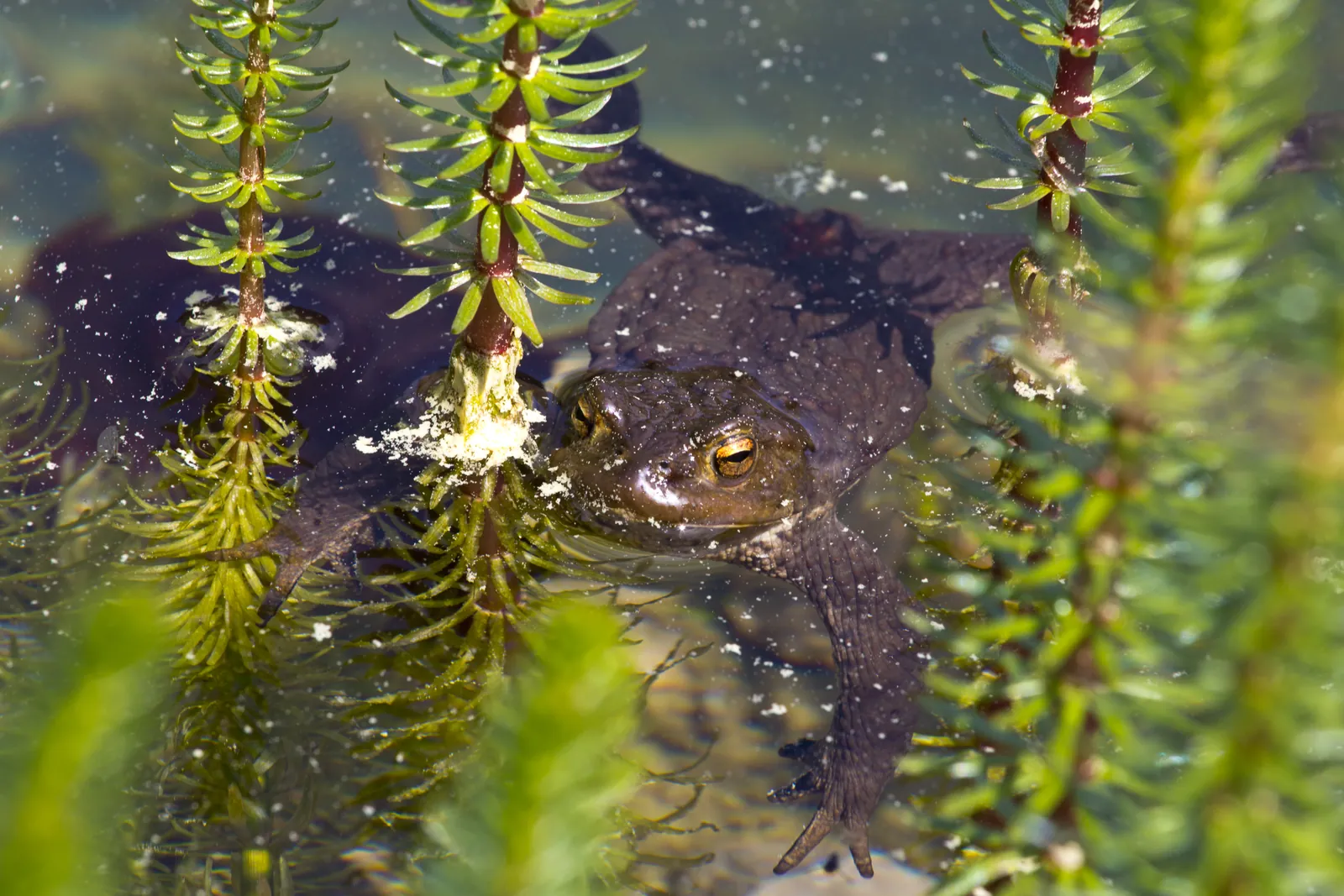 Ein Frosch zwischen den Wasserpflanzen – der Teich lebt