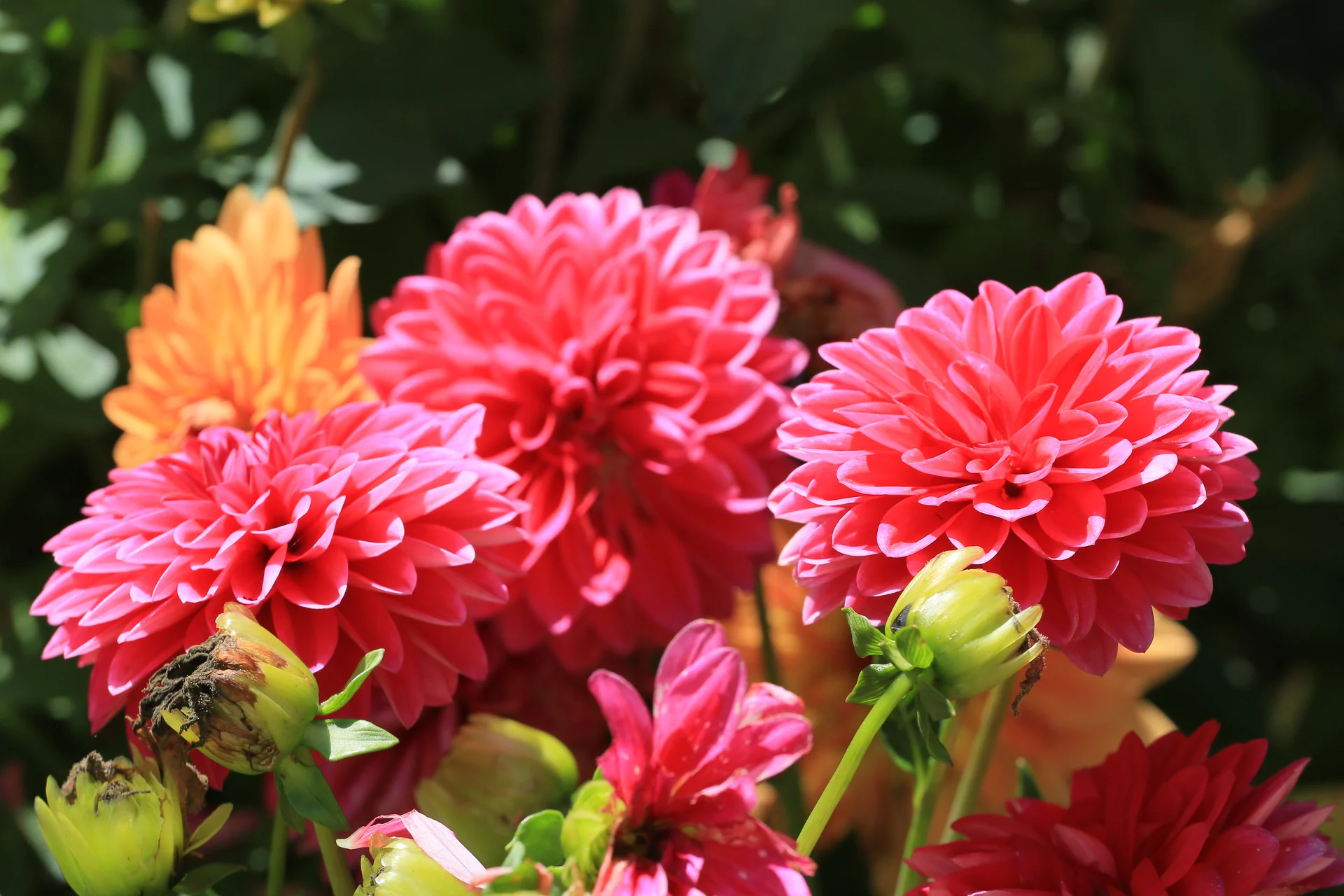 Dahlien in Orange und Pink