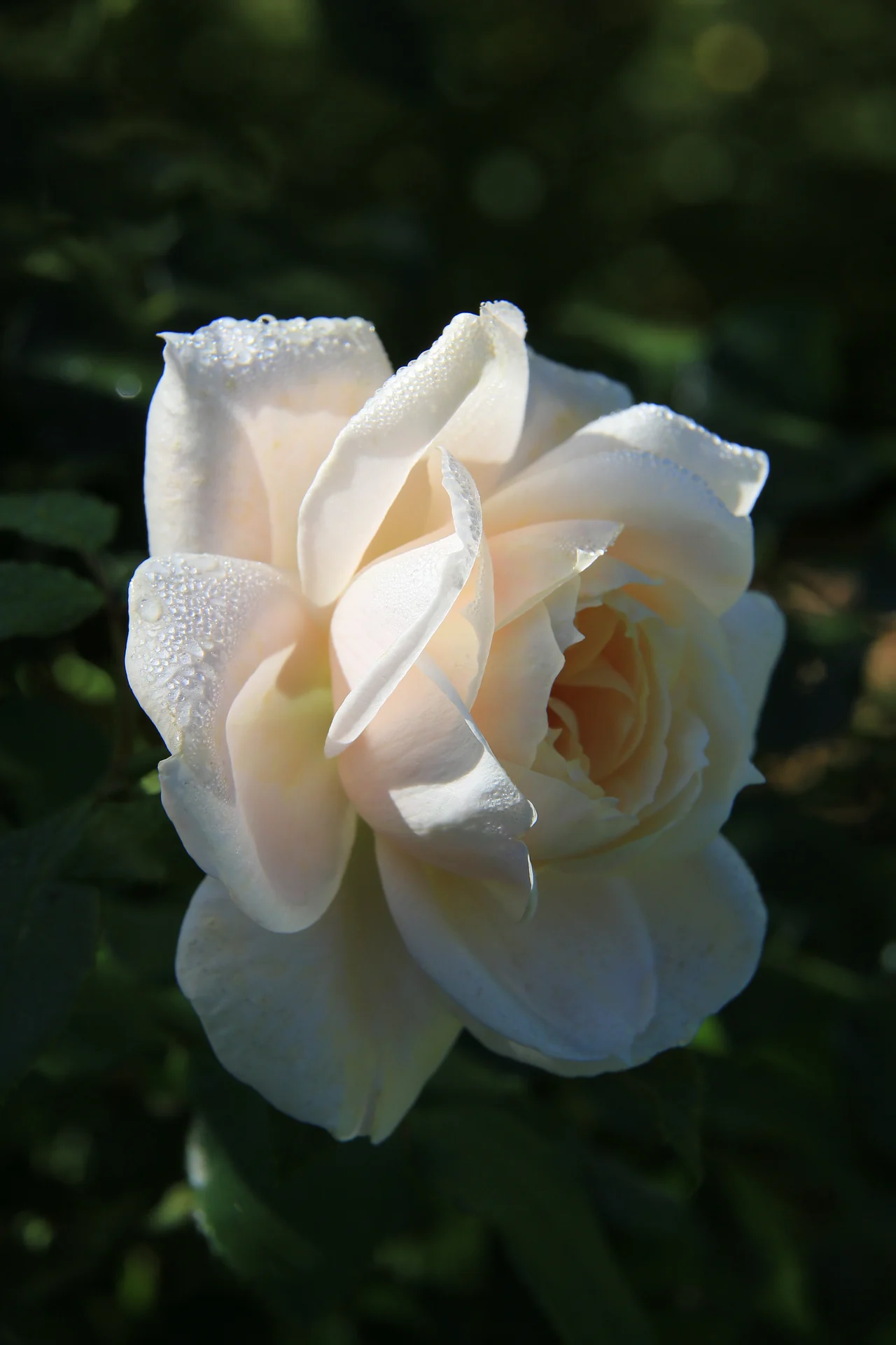 Cremeweiße Rosenblüte, ganz nah