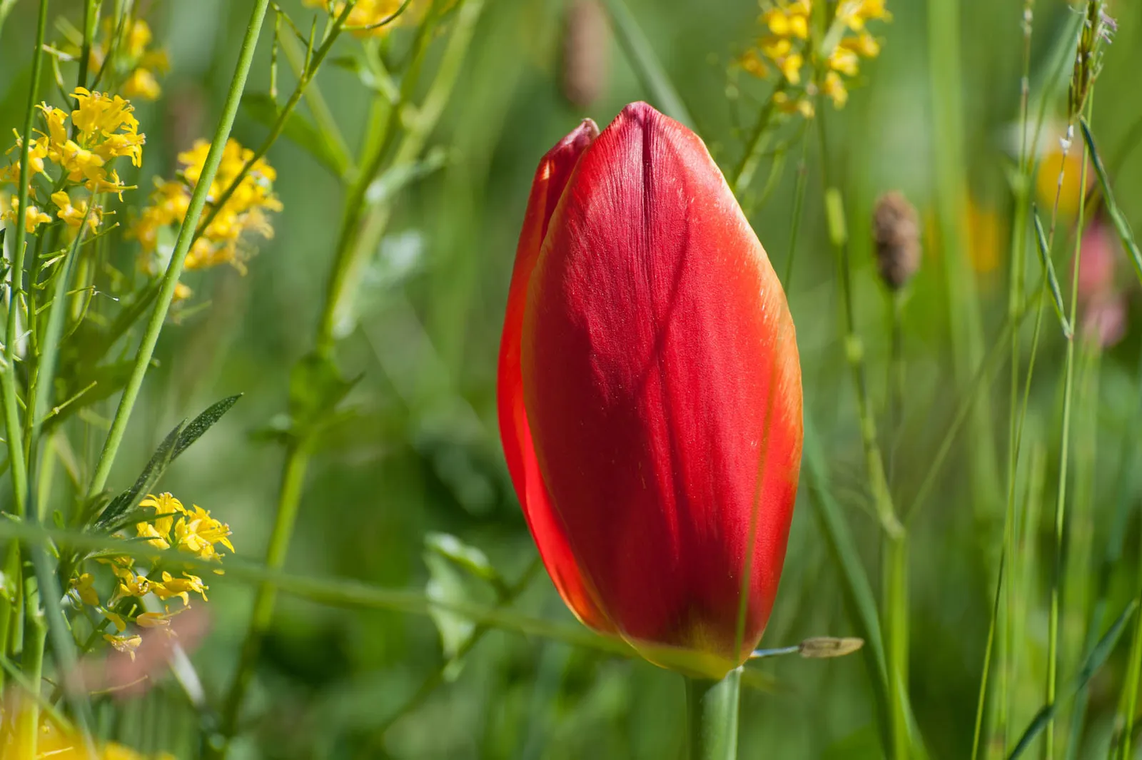 Eine rote Tulpe in der Blumenwiese