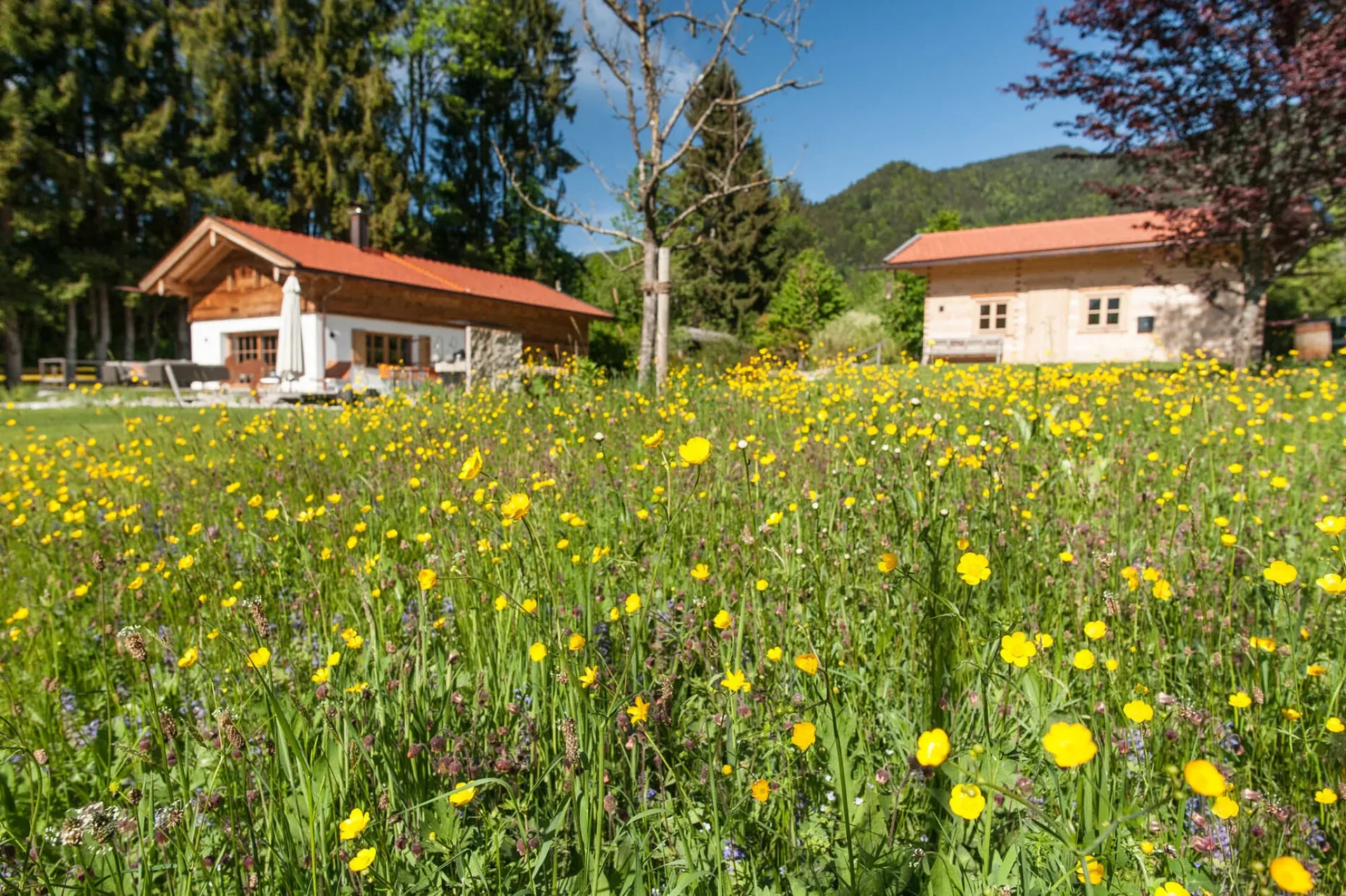 Die Blumenwiese in voller Blüte, dahinter die Häuser