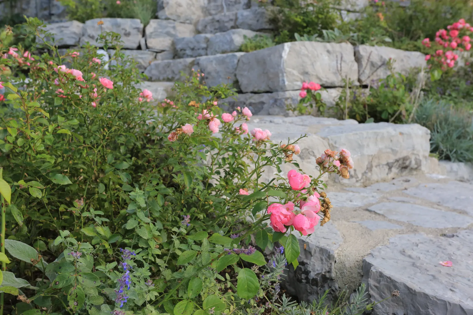Rosa Rosen an der Natursteinmauer