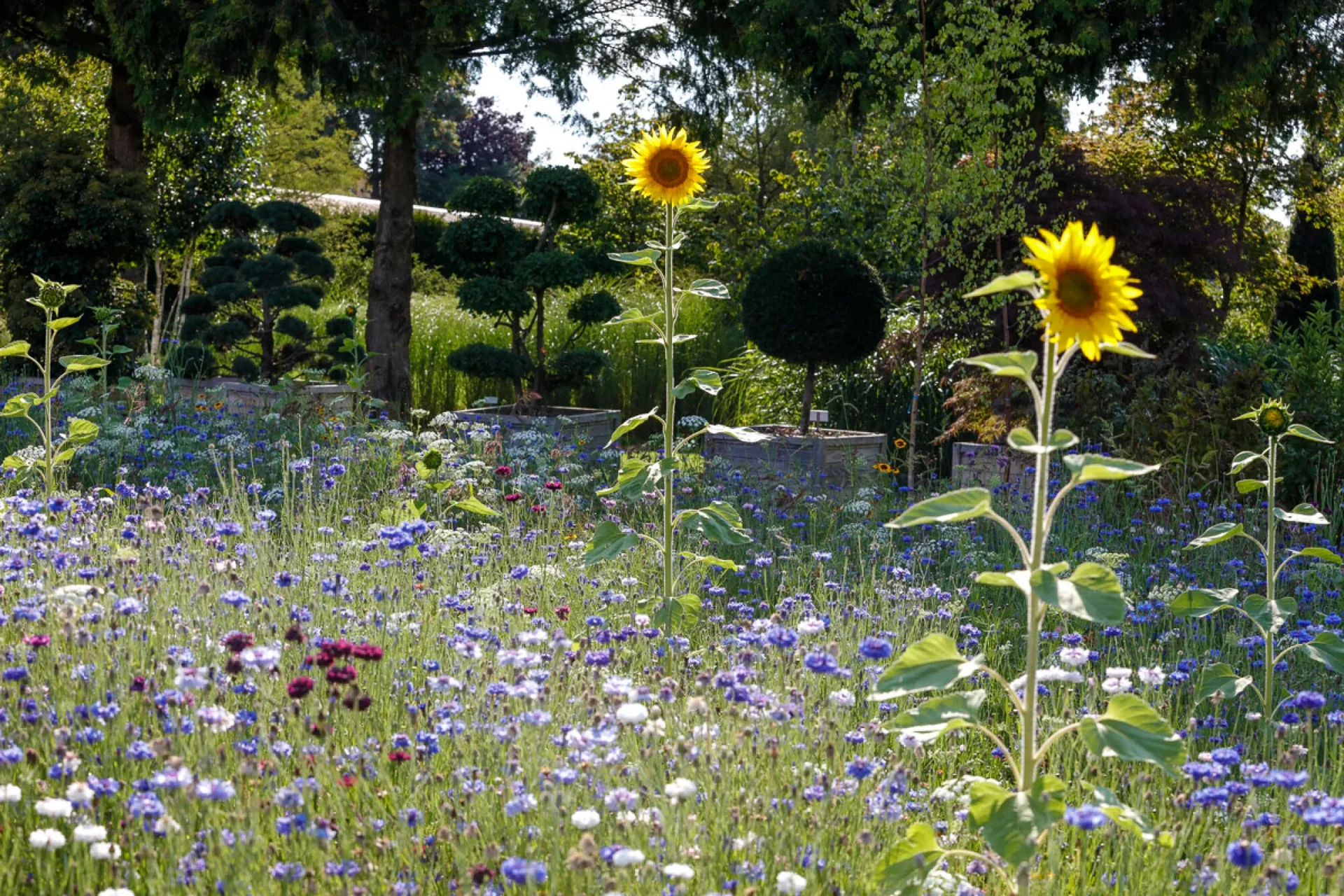 Eine Passion für Gehölze – Schaugarten