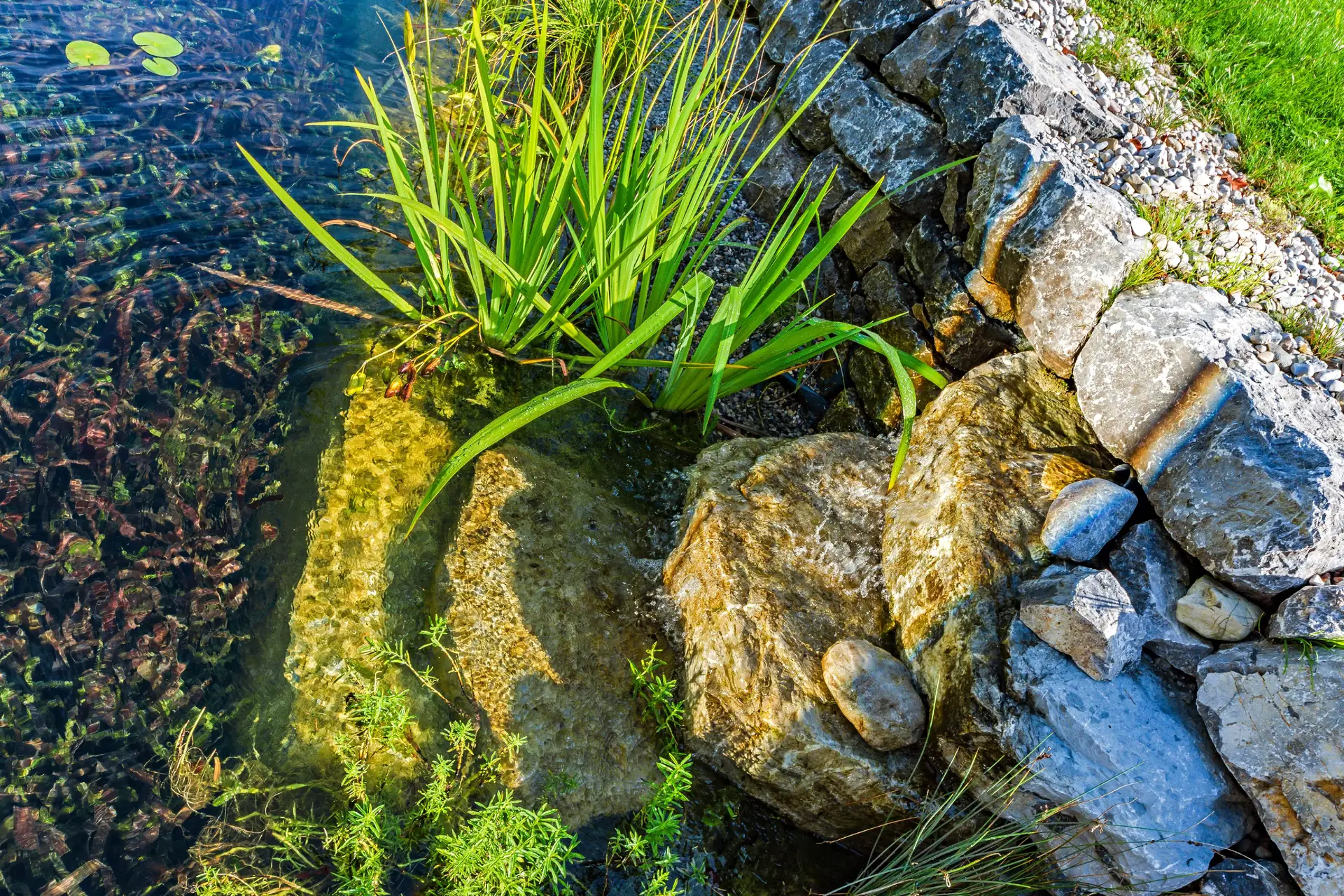 Unter Wasser: eine Sumpfpflanze zwischen den Findlingen der Uferzone