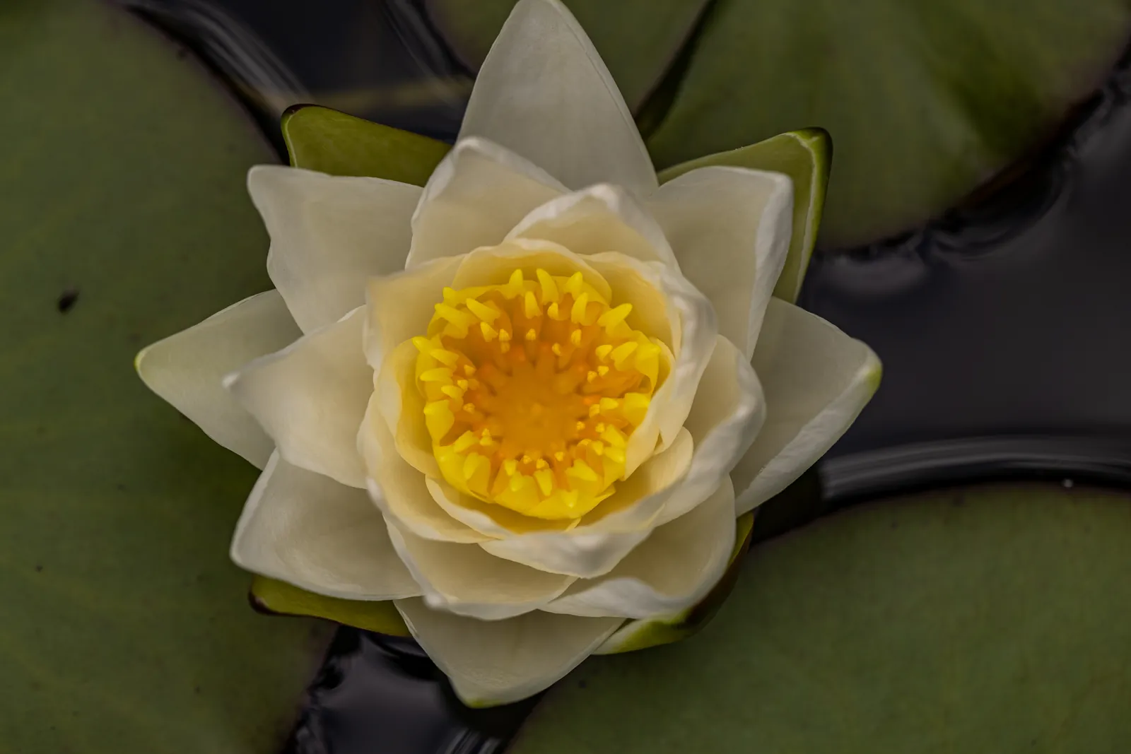 Gelbe Seerose zwischen den Schwimmblättern
