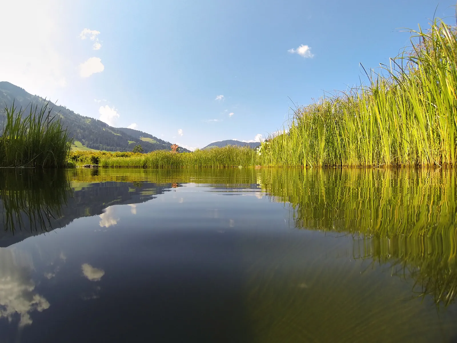 Stilles Wasser zwischen Schilfufern