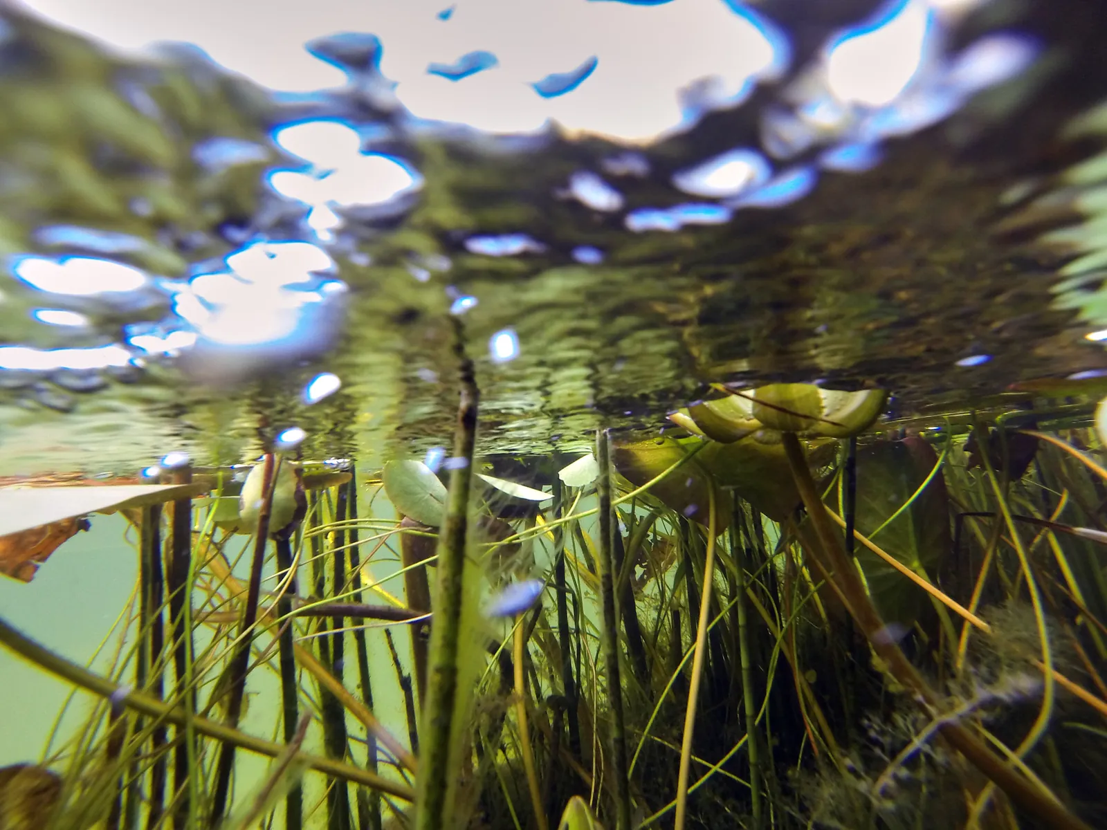 Unter Wasser: Halme und Lichtperlen