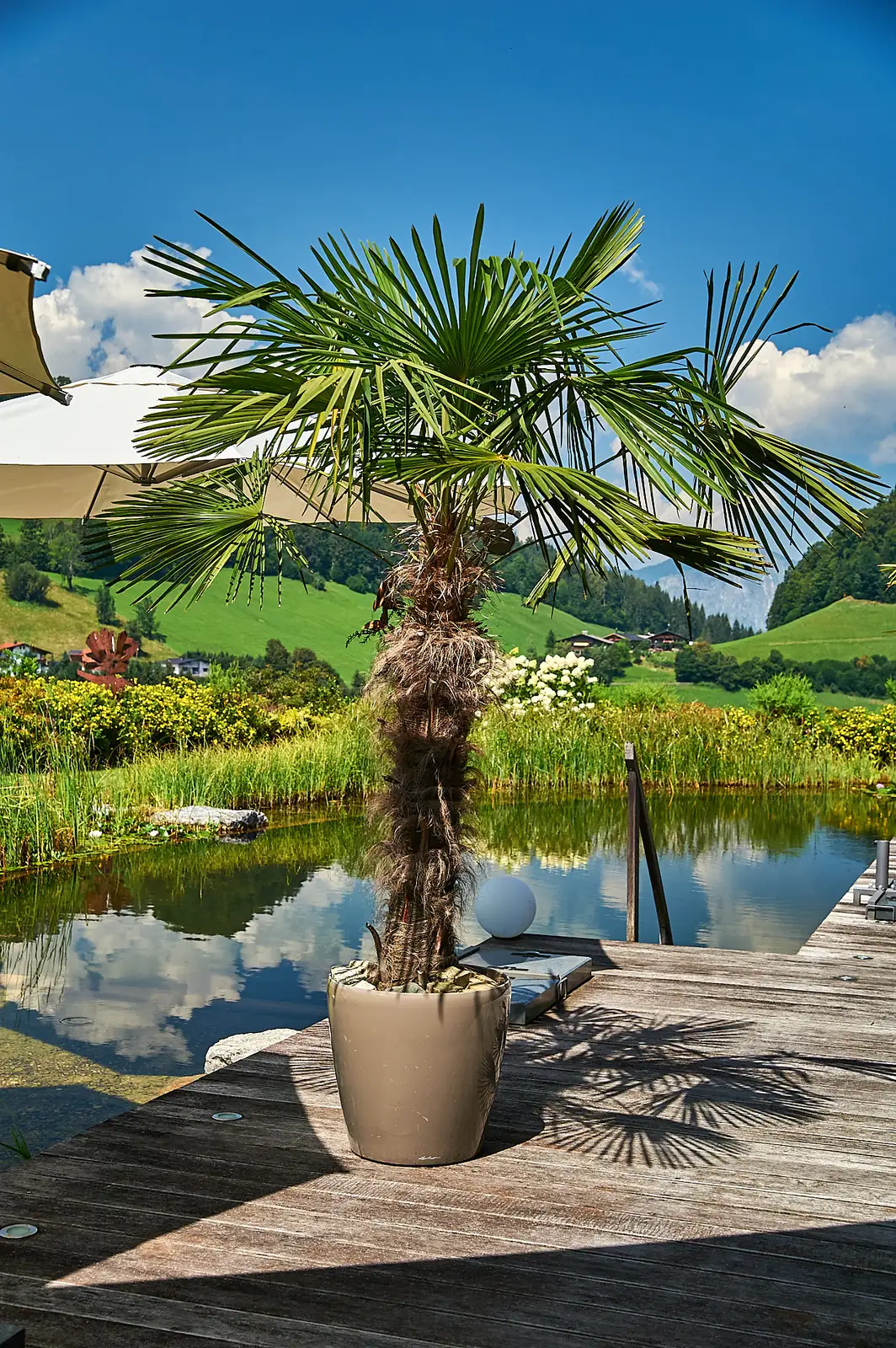Die Topfpalme auf dem Deck – mediterranes Flair vor Bergpanorama