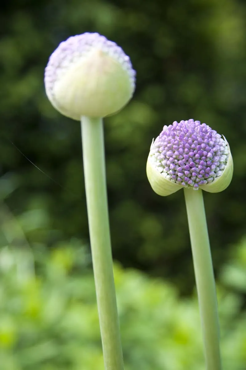Zierlauch-Kugeln in Weiß und Violett