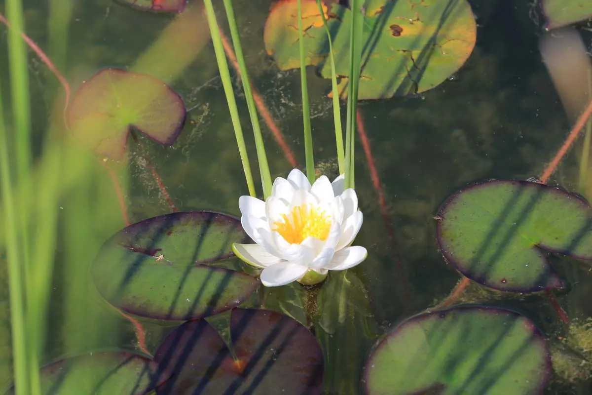 Eine weiße Seerose auf dunklem Wasser