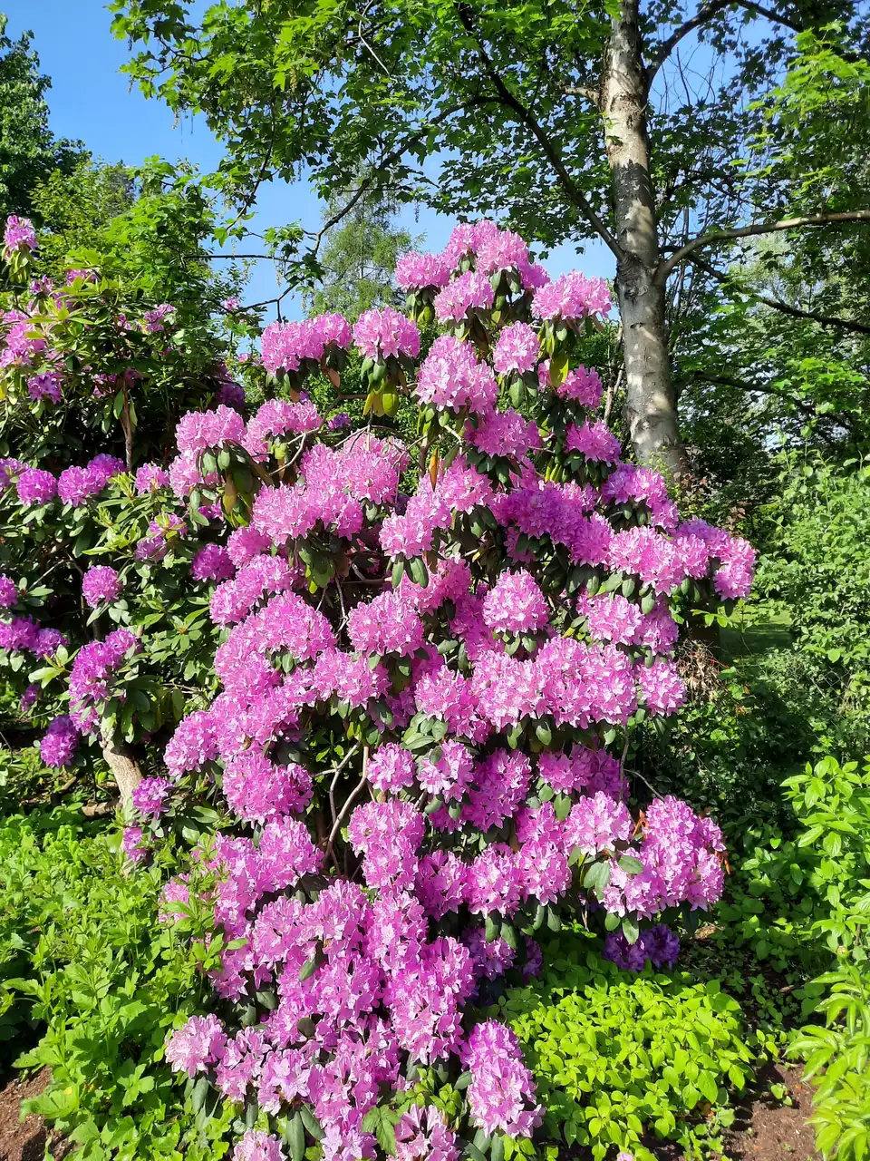 Der alte Rhododendron in voller Blüte – verpflanzt und erhalten statt gerodet