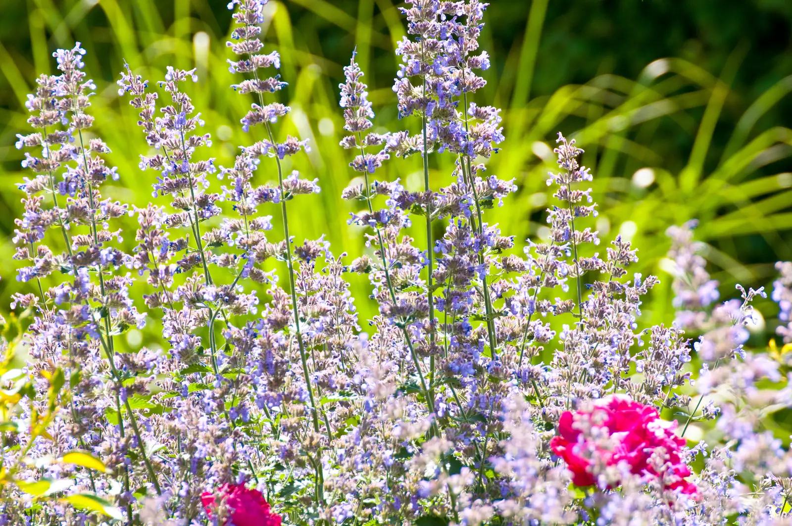 Lavendel und Pfingstrose Seite an Seite
