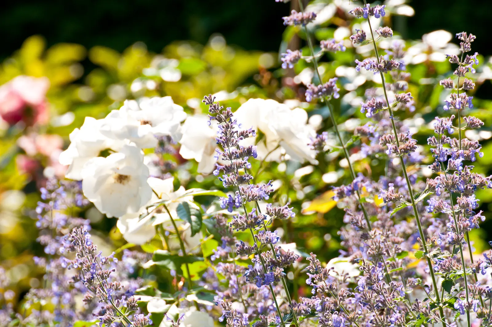 Weiße Rosen und Storchschnabel wachsen ineinander