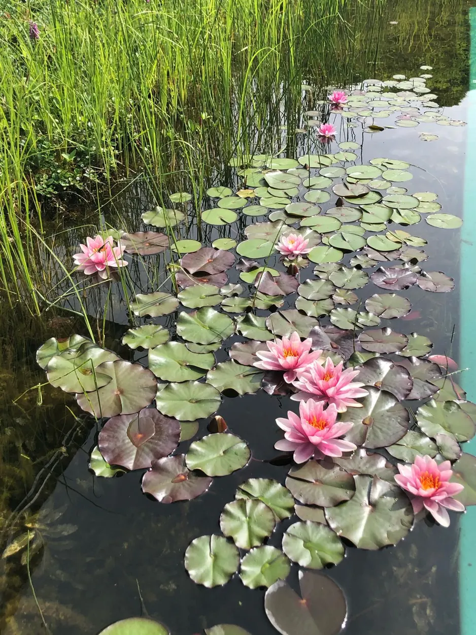 Swimming Pond mit Alpenblick – Impression
