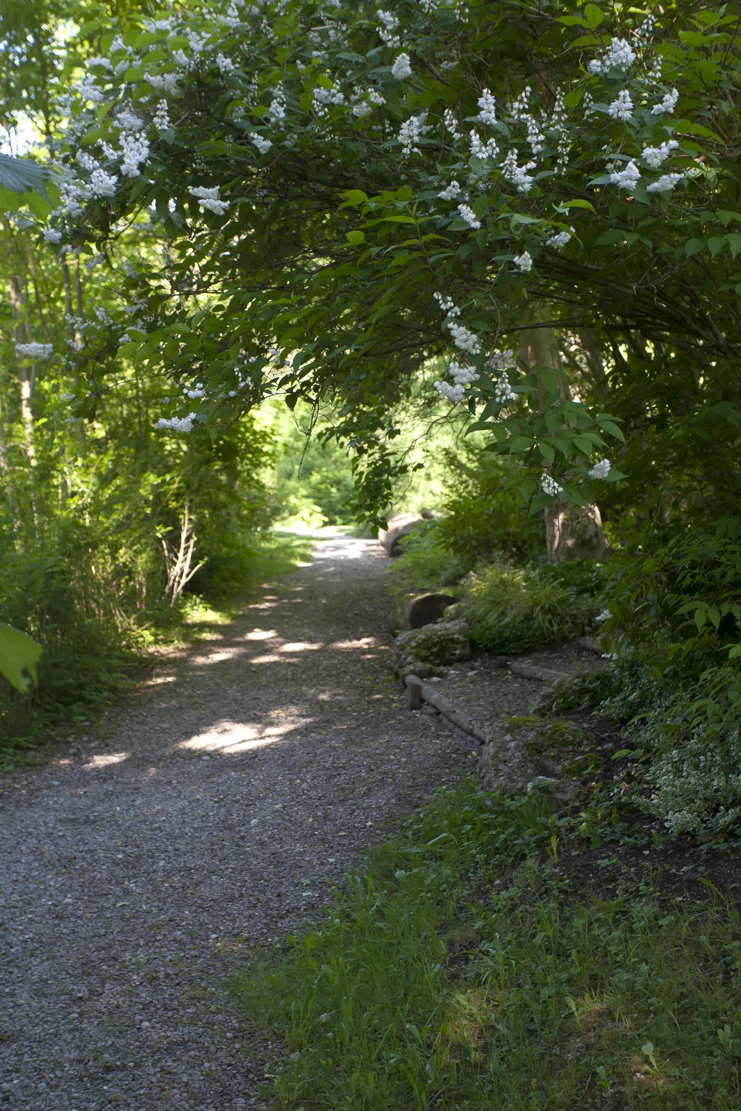 Grüner Tunnel: der Weg unter dem Laubbogen