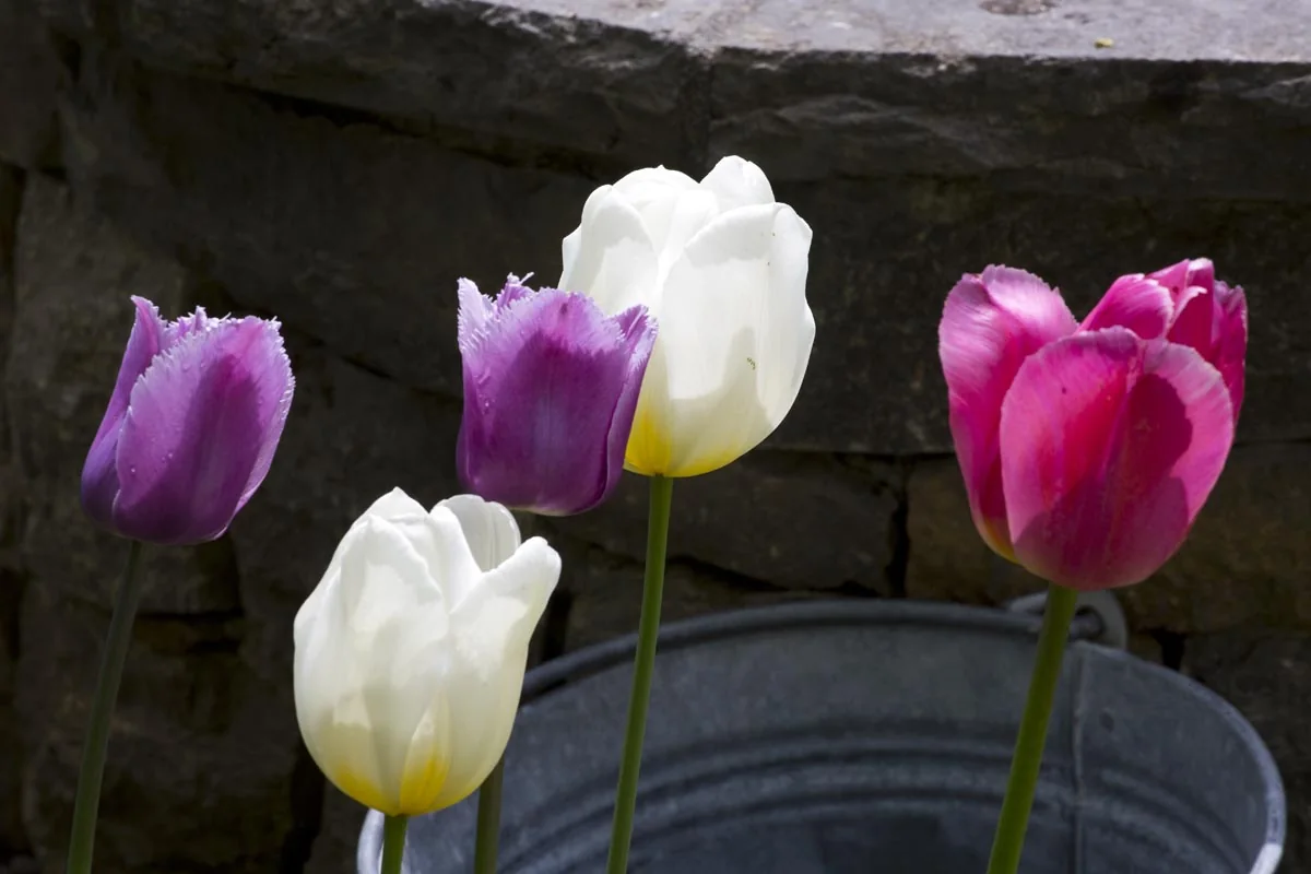 Tulpen vor der Bruchsteinmauer