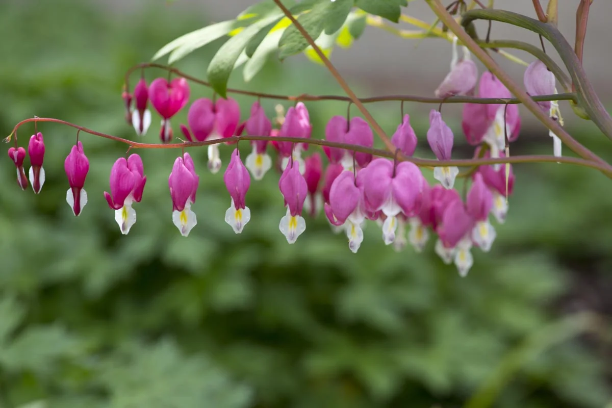 Tränendes Herz in Blüte
