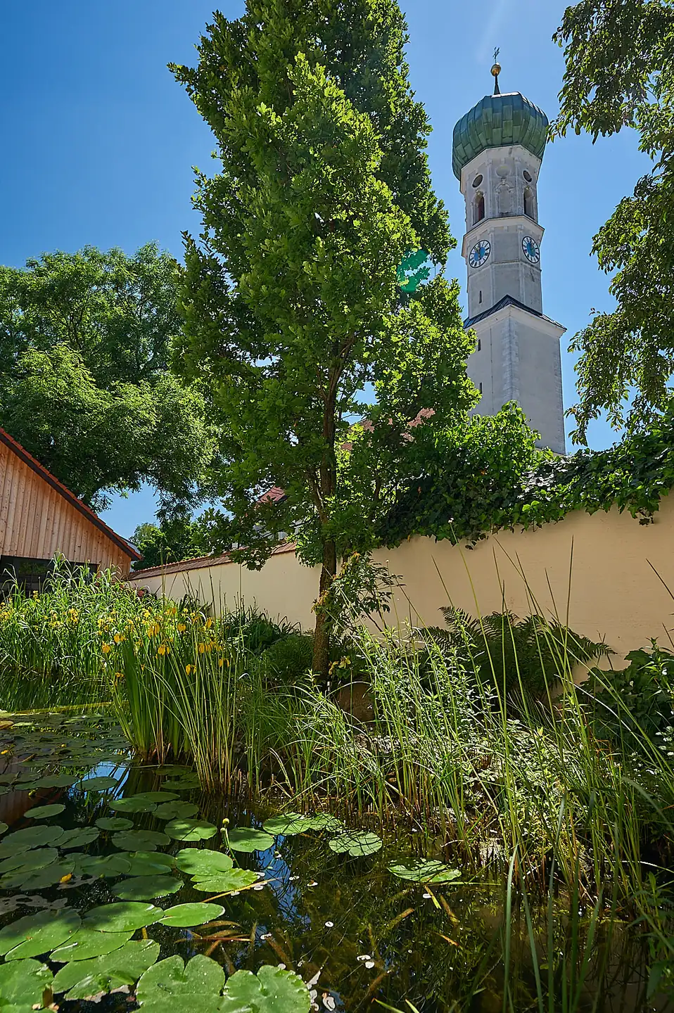 Seerosen und gelbe Sumpfschwertlilien im Teich, dahinter der Kirchturm