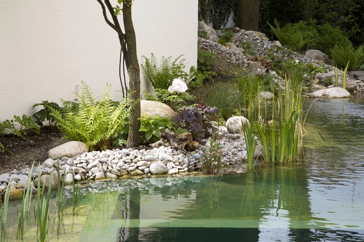 Die Regenerationszone des Swimmingponds mit Kiesbett, Schilf und Farn