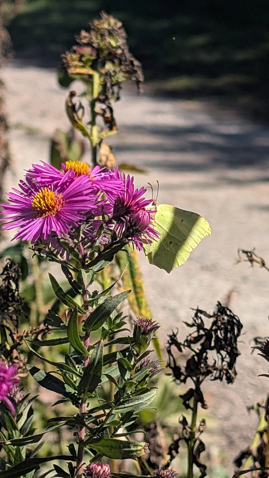 Leuchtend pinke Aster mit gelber Mitte, daran ein Zitronenfalter, im Hintergrund ein Kiesweg in der Herbstsonne