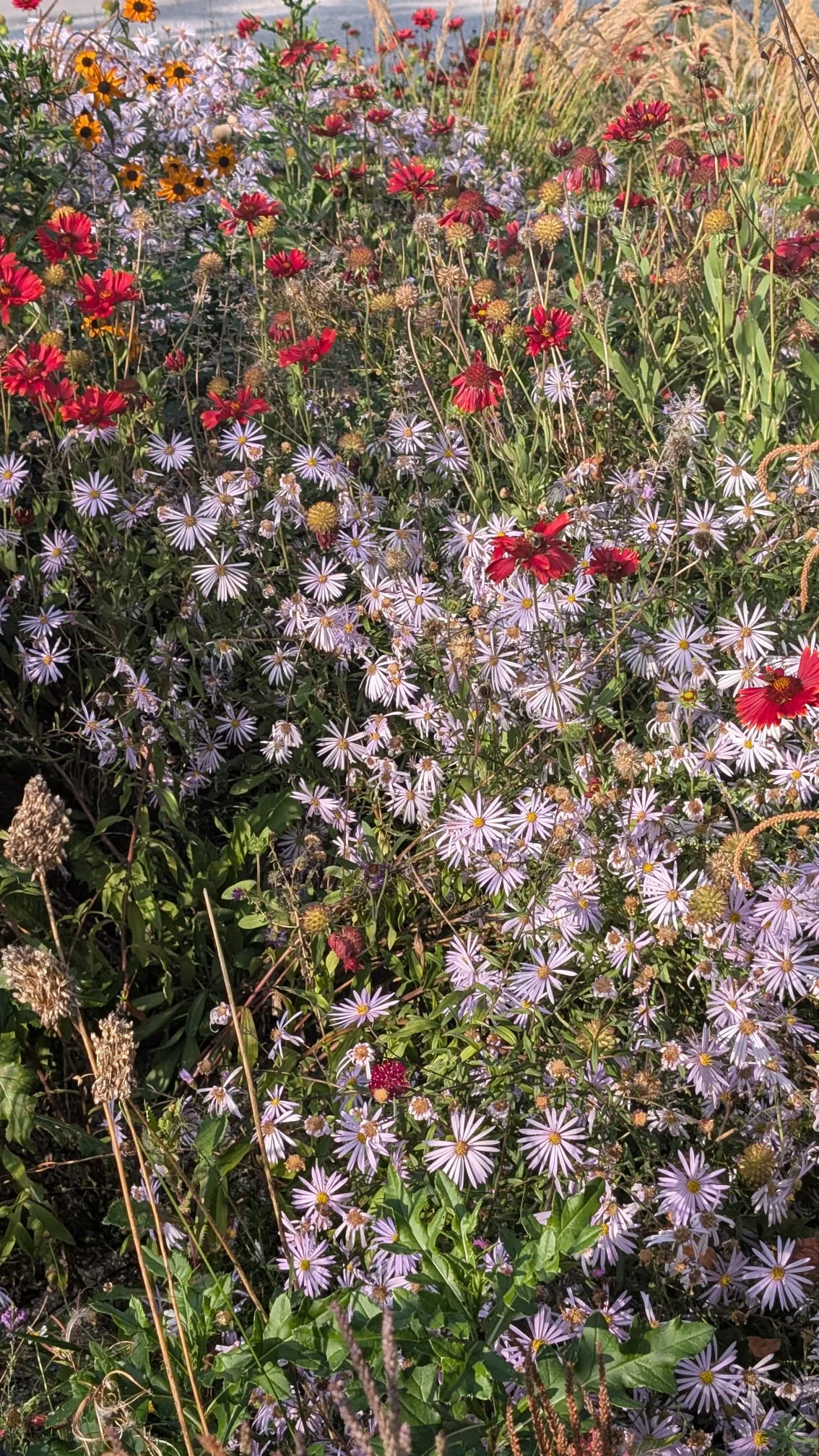 Naturnahes Herbstbeet mit hell-lila Astern, roten Kokardenblumen, orangem Sonnenhut und Gräsern