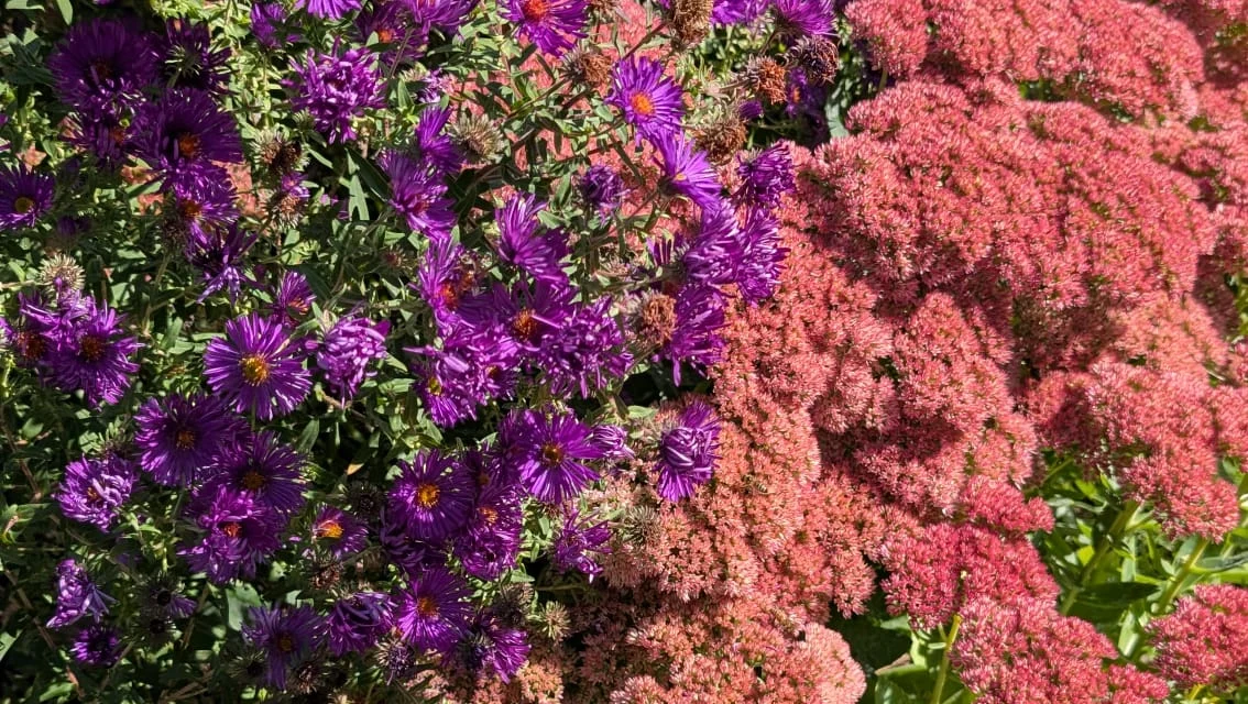 Astern: die Stars im Herbstgarten