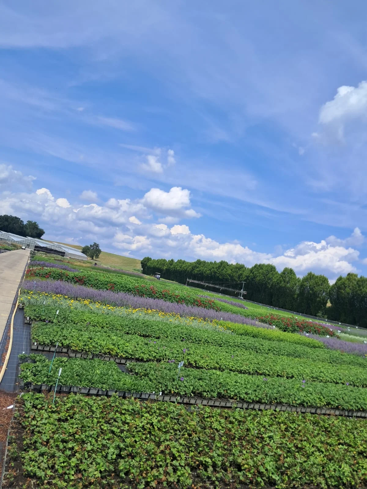 Weite Staudenfelder der Gärtnerei unter blauem Himmel, Reihen von Stauden in Töpfen, im Vordergrund violette Blüten