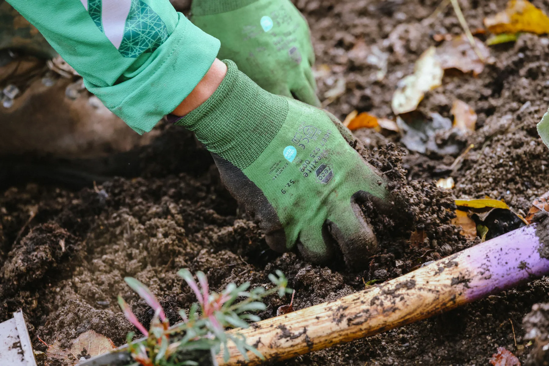 Hände in grünen Arbeitshandschuhen setzen eine junge Staude in dunkle, lockere Erde, daneben Herbstlaub