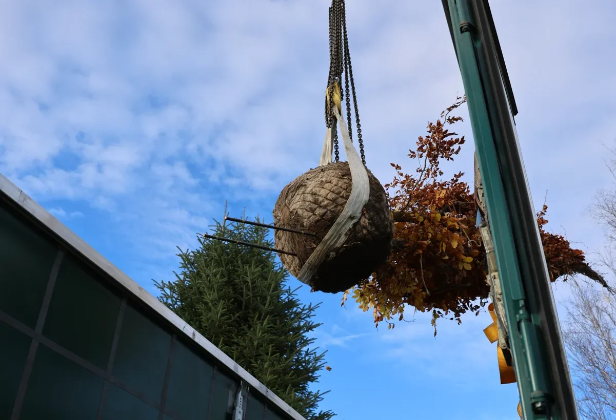 Herbst ist Pflanzzeit: Bäume, Hecken und Stauden