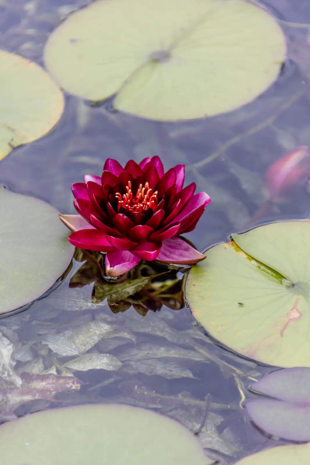 Rote Seerose zwischen hellgrünen Schwimmblättern auf dem Wasser eines Schwimmteichs