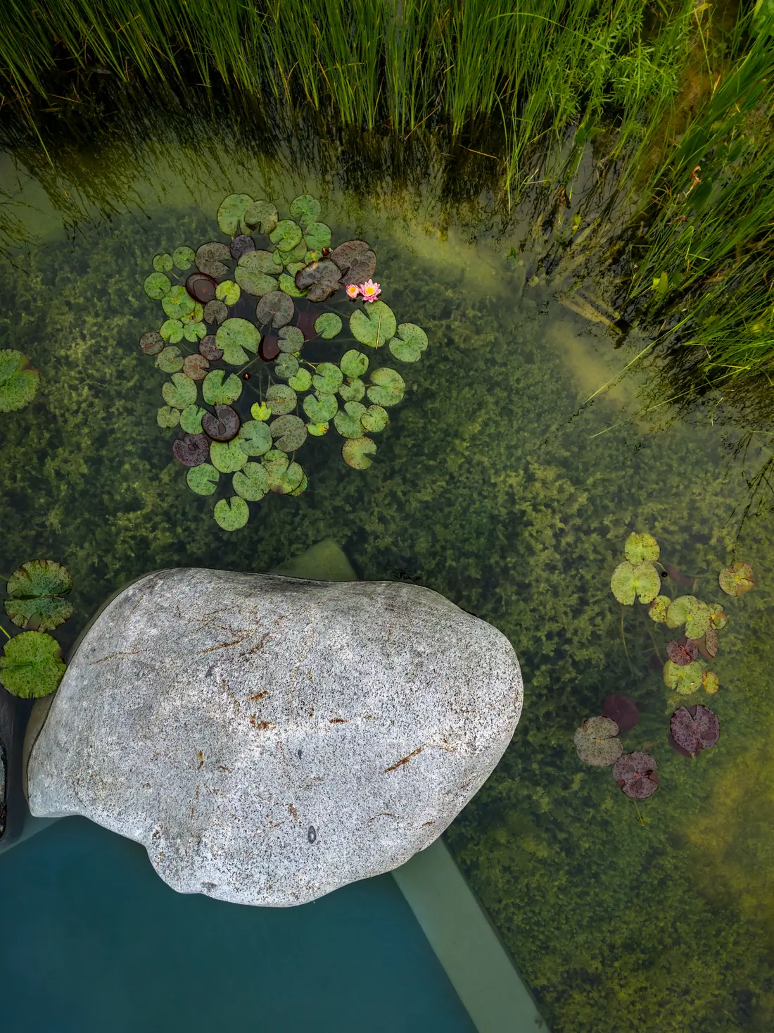 Schwimmteiche & Pools bei Fuchs baut Gärten (1)