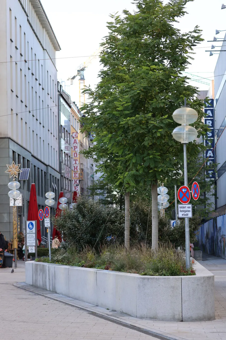 Die Baumreihe im Straßenzug, dahinter die Innenstadtbebauung