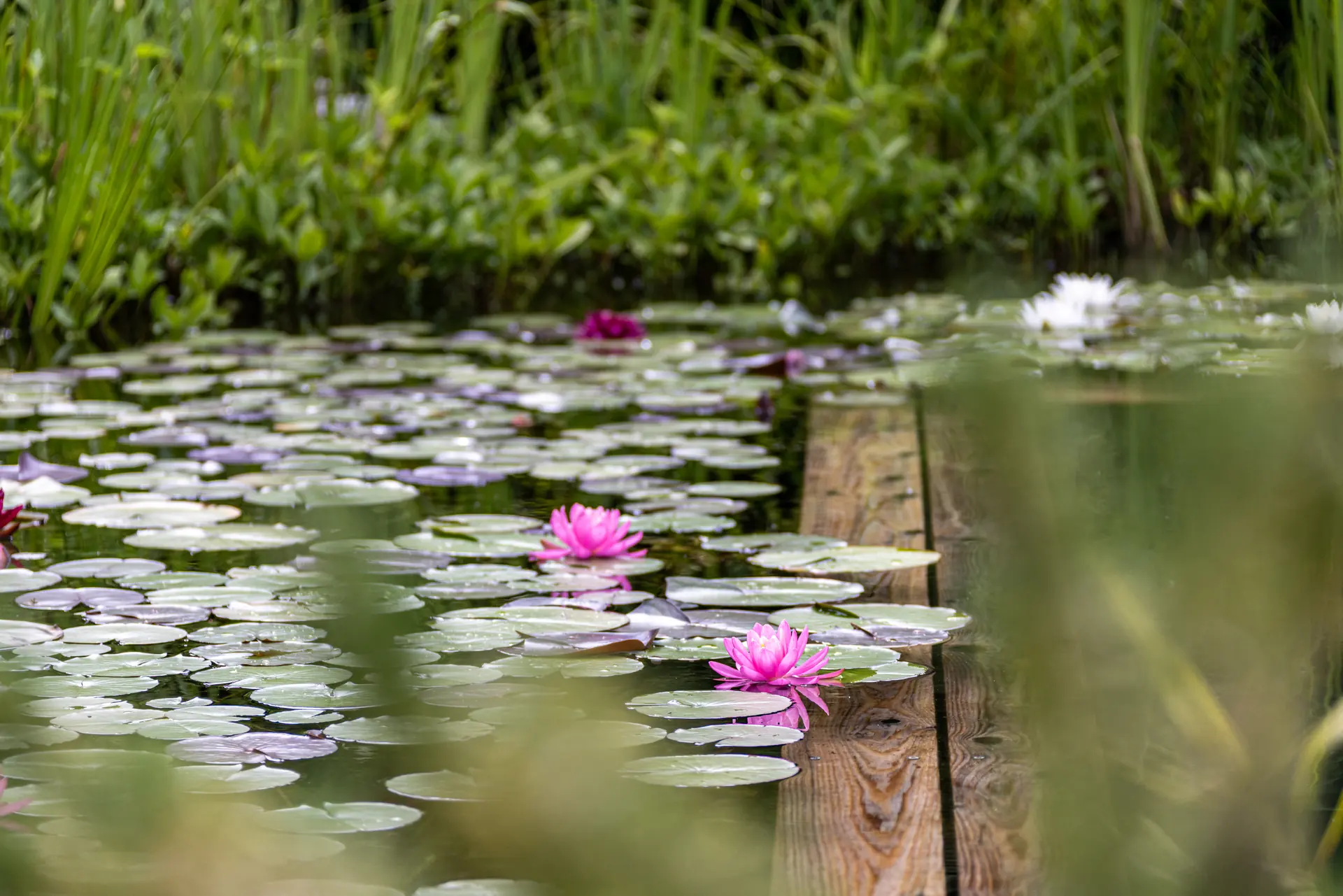 Schwimmteich mit blühenden Seerosen und Holzsteg