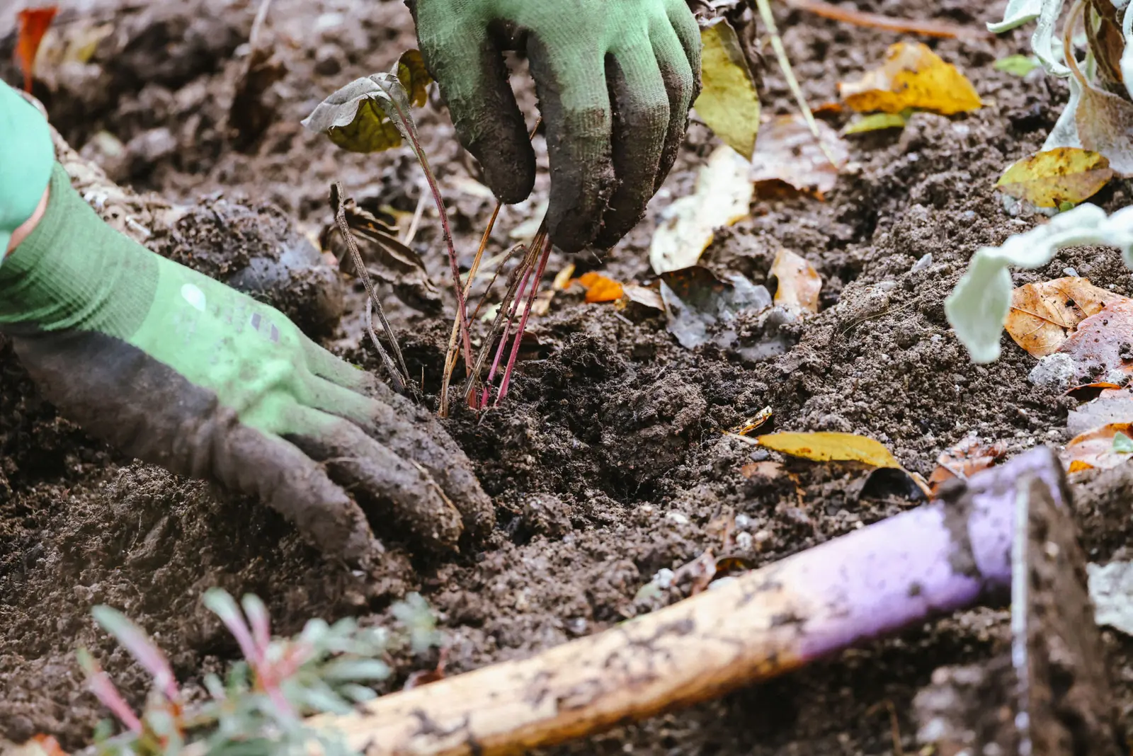 Hände in grünen Arbeitshandschuhen setzen eine Staude in die Erde