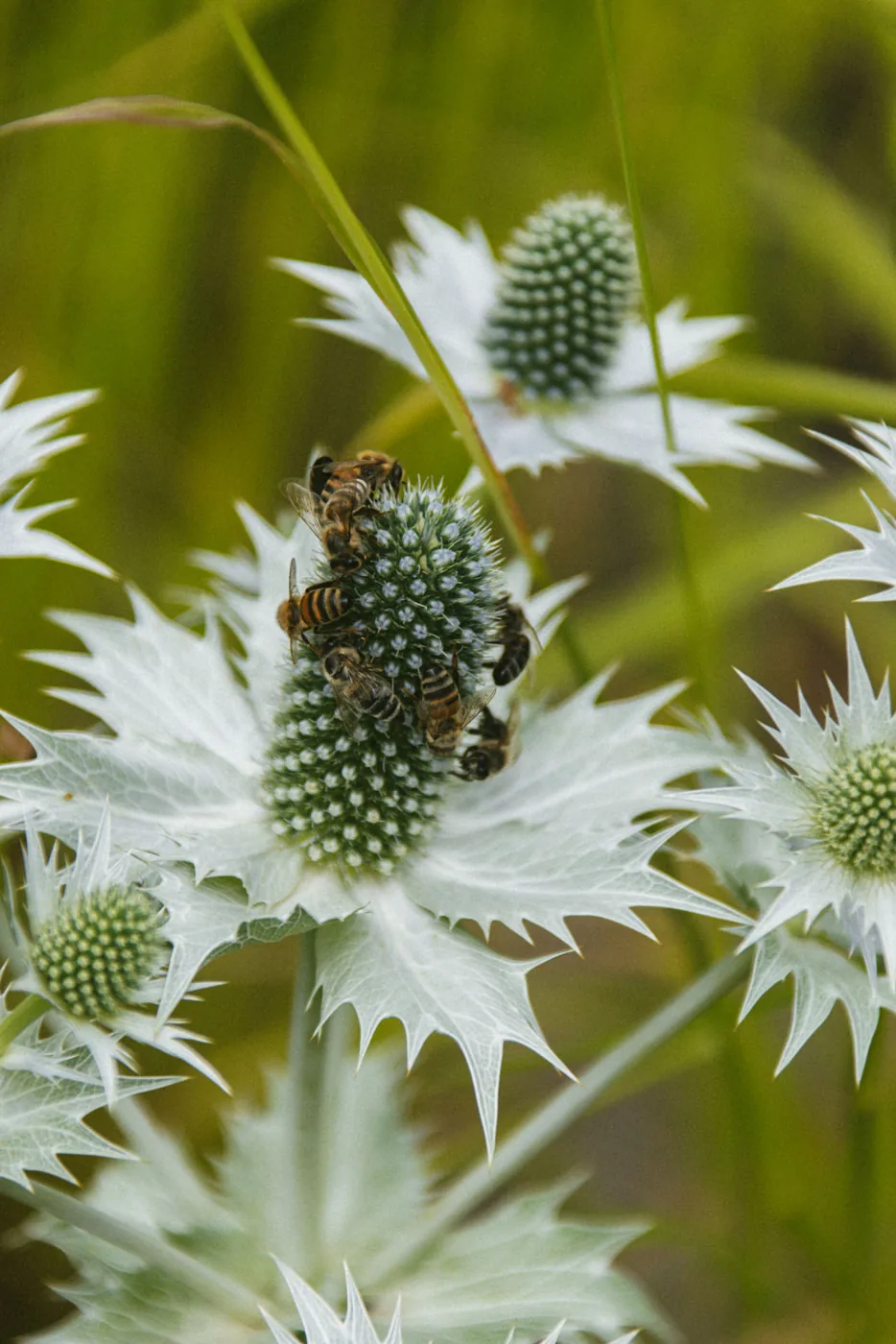 Honigbienen an Mannstreu (Eryngium) im Staudengarten