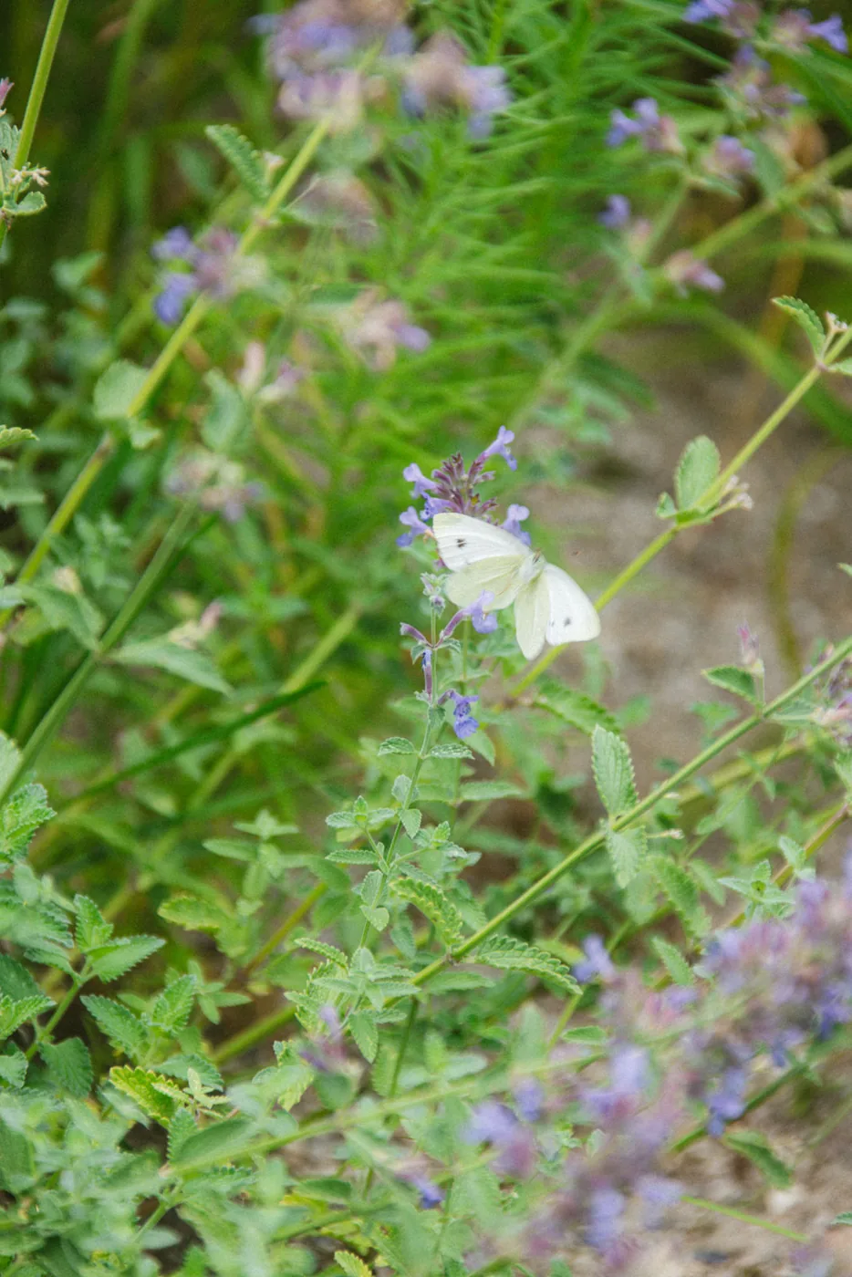 Weißer Kohlweißling auf Katzenminze im naturnahen Staudengarten