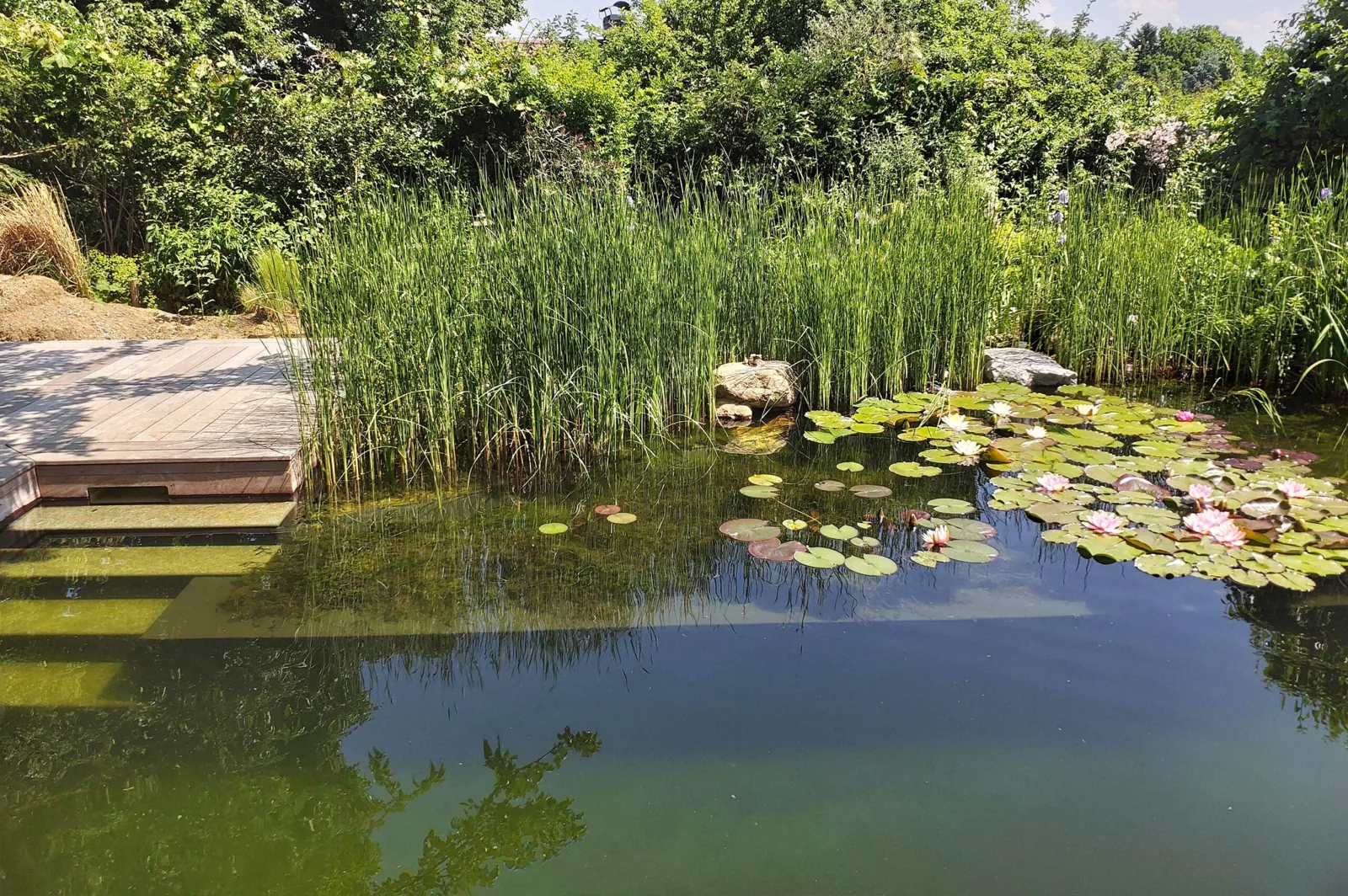 Zierteiche und Wasserspiele – Pflegehinweise