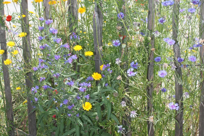 Blühende Wildblumen mit Kornblumen und Ringelblumen vor einem Holzzaun