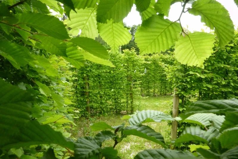 Blick durch Hainbuchenlaub auf eine geschnittene Heckengasse mit Rasenweg
