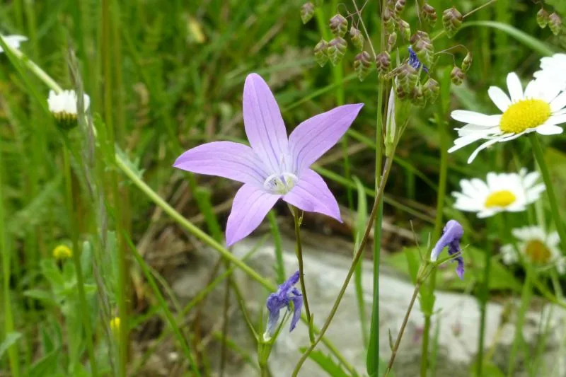 Glockenblume und Margeriten in einer Blumenwiese