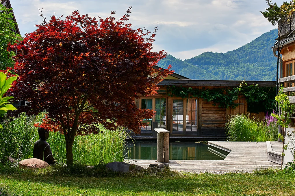 Fertig umgesetzter Garten mit Naturpool und Ahorn von Fuchs baut Gärten