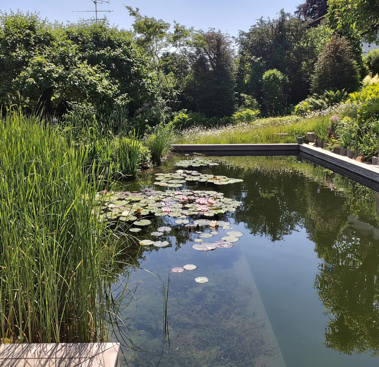 Schwimmteich bei Fuchs baut Gärten (2)