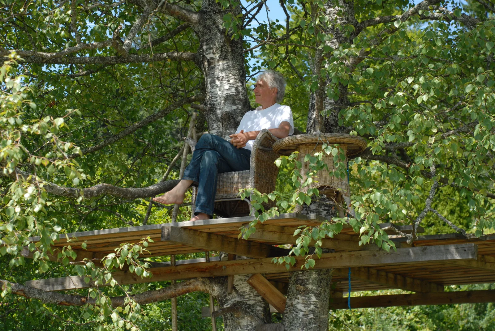 Holzplattform in einer Birke, als Sitzplatz im Baum gebaut