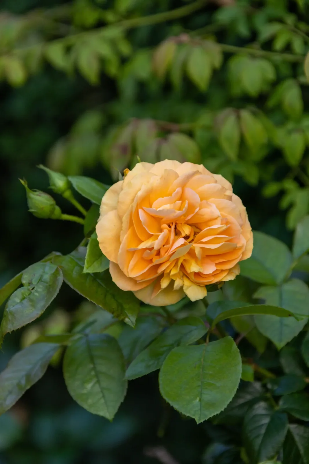 Rosen – Beispiel aus unseren Gärten
