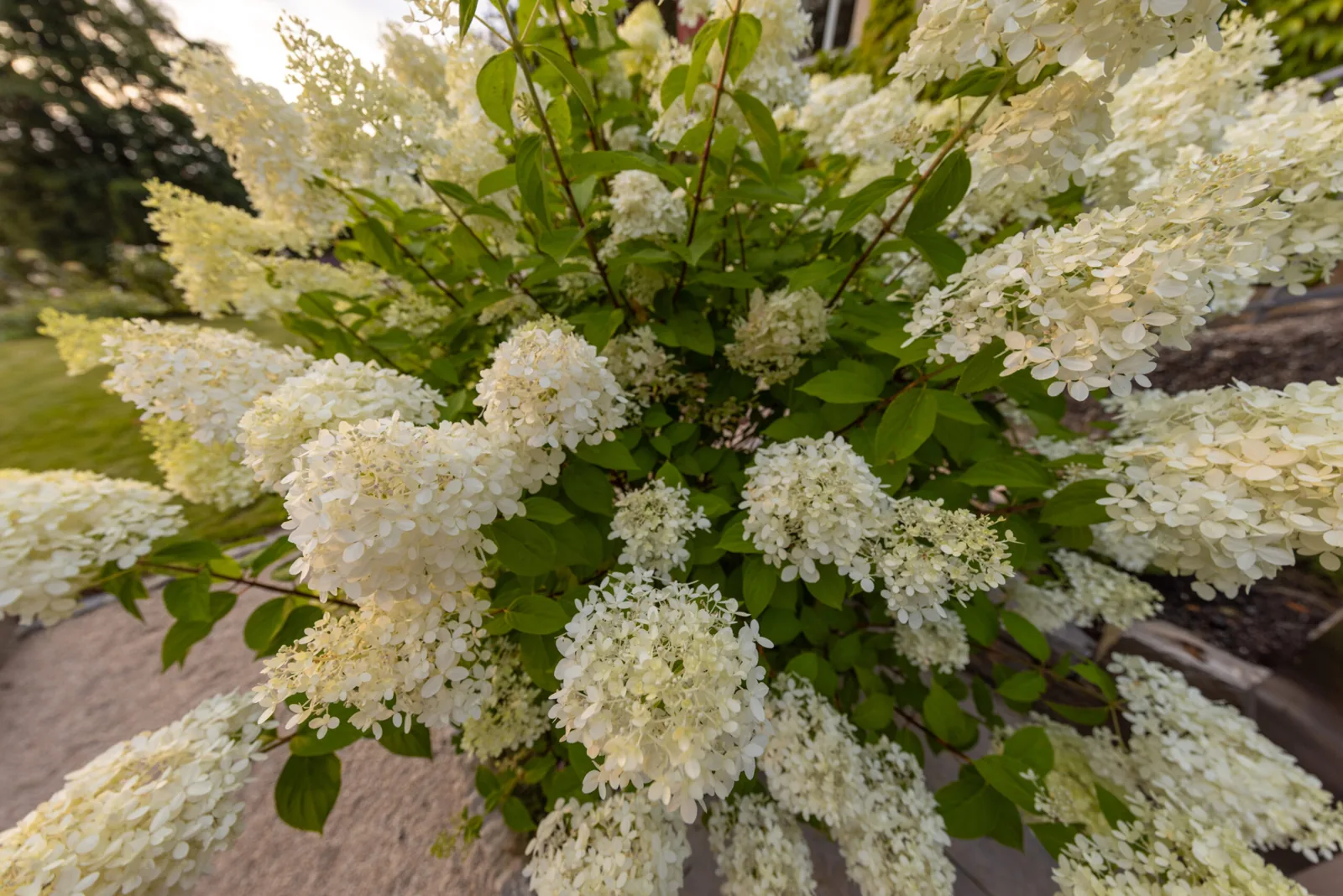 Rhododendron und Kamelien – Beispiel aus unseren Gärten